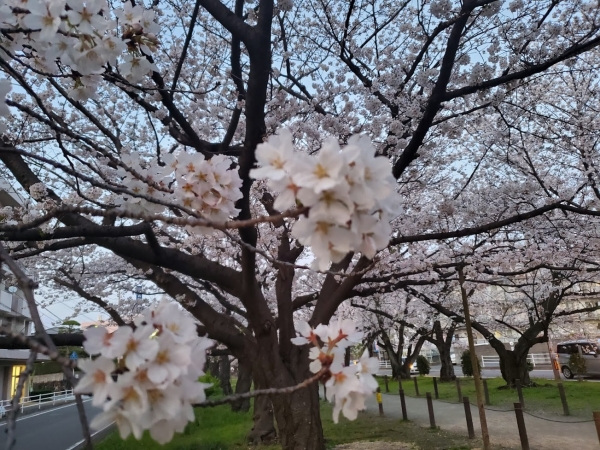 桜並木２